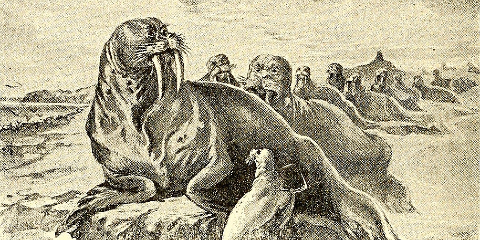 Walrus - New York Century Co. c. 1894