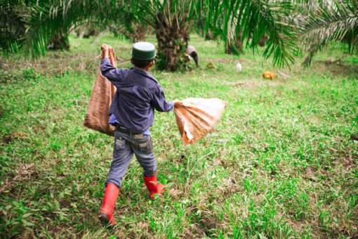 on of left-over fruit from oil palms is carried out by women and children, whose salary is generally lower than that of adult men. Some children go to school but most quit school to work on the plantations.
